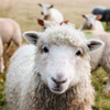 a sheep in a field
