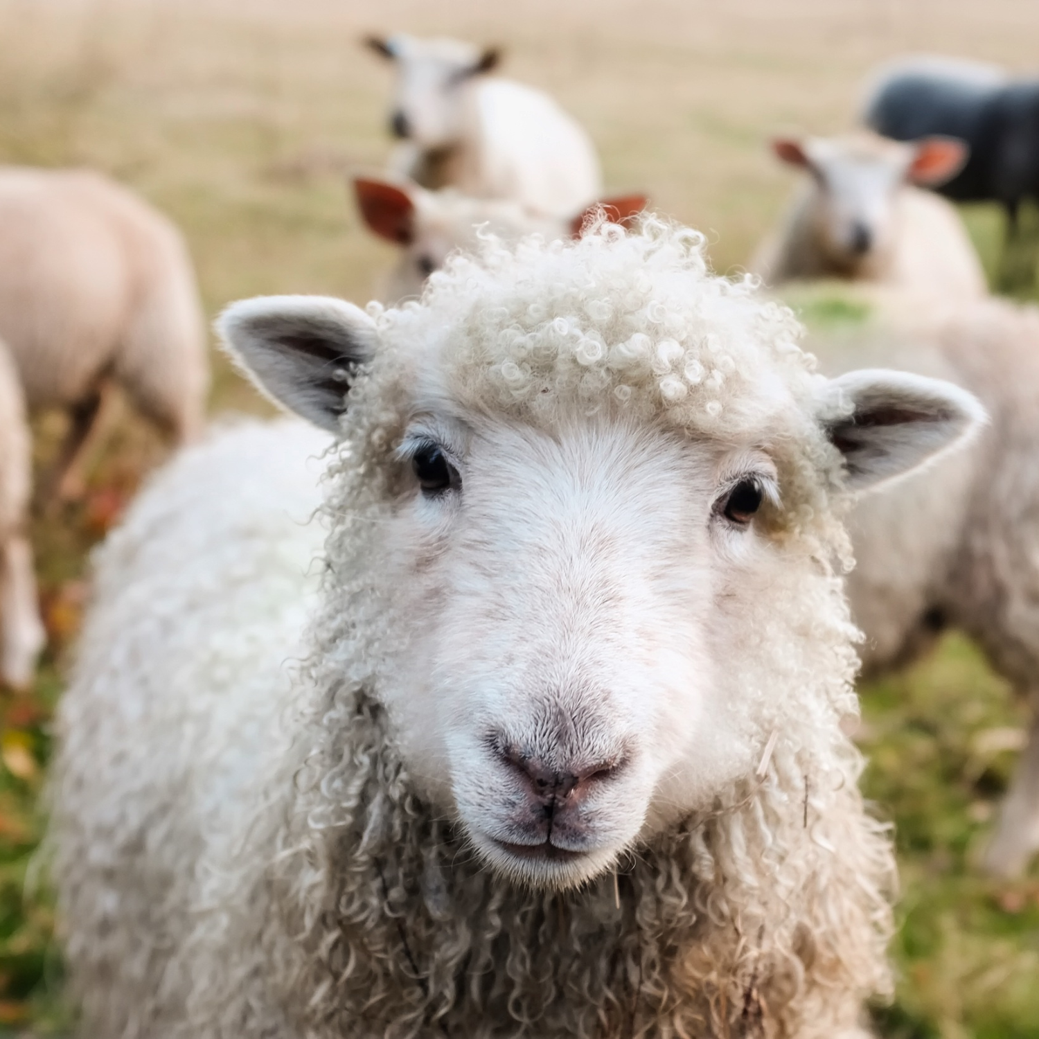 A close-up shot of a fluffy white sheep with curly wool facing forward in a grassy field, with other sheep blurred in the background.