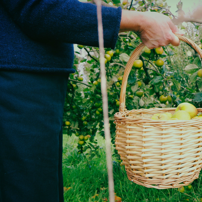 Person holding a wicker basket with apples in an orchard showing the cuff and bottom of the sweater which has a small roll edge